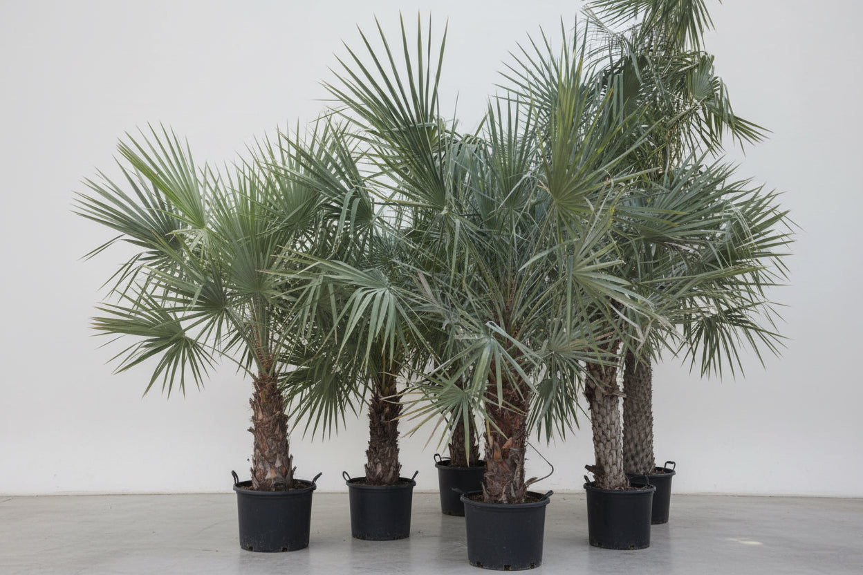 Wax Palm 2.0 - 2.5m - PlantmartUAE.com