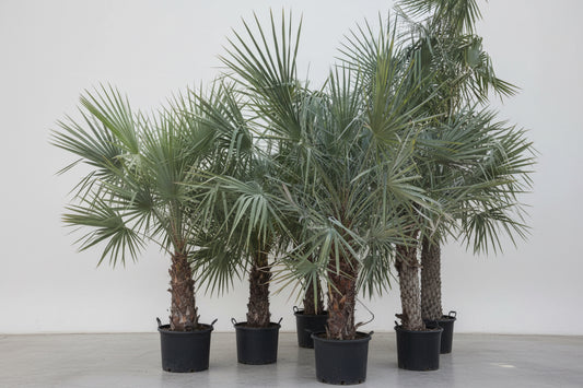 Wax Palm 2.0 - 2.5m - PlantmartUAE.com