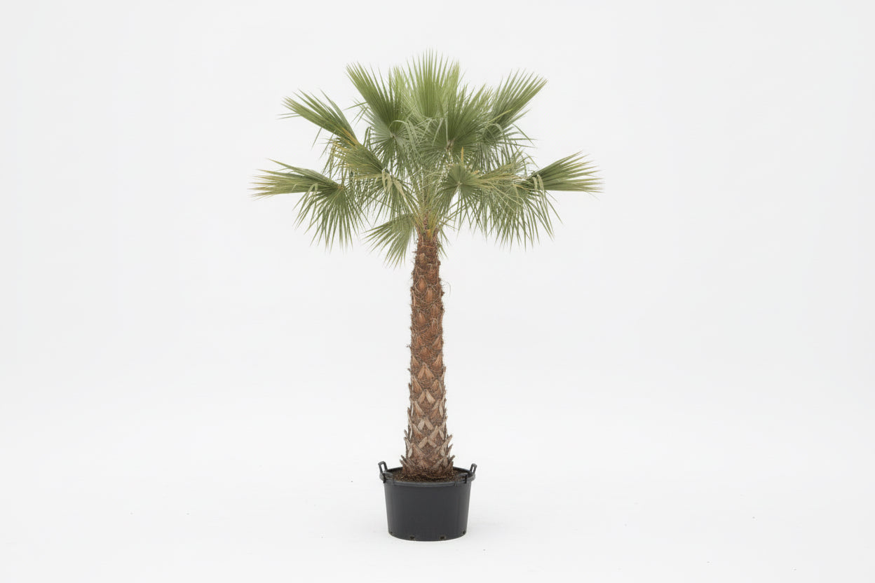 Wax Palm 2.0 - 2.5m - PlantmartUAE.com
