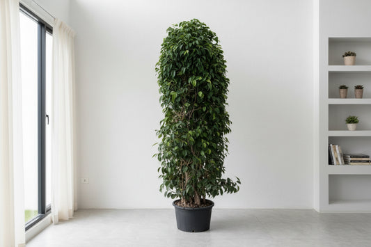 Weeping Fig Bushy 1.8Mtr - 2Mtr - PlantmartUAE.com