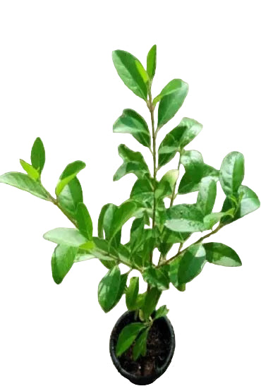 Wild Jasmine 20cm - 30cm - PlantmartUAE.com
