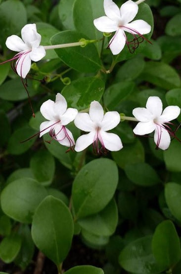 Wild Jasmine 20cm - 30cm - PlantmartUAE.com