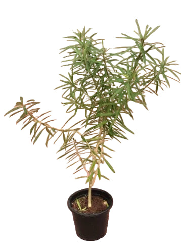 Yellow Oleander Plant 60cm - 80cm - PlantmartUAE.com