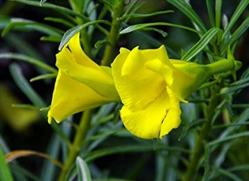 Yellow Oleander Plant 60cm - 80cm - PlantmartUAE.com