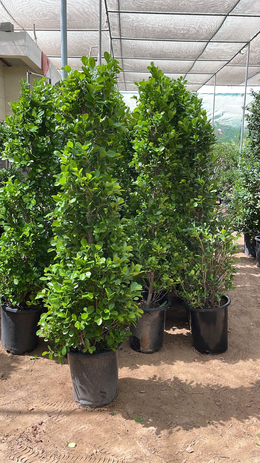 Ficus Panda "Cone shape" 2mtr - 2.2mtr/ Ficus Diversifolia - PlantmartUAE.com