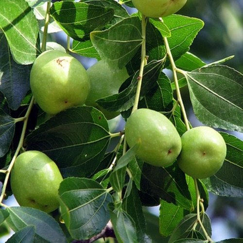 jujube Tree 1.8Mtr - 2Mtr - PlantmartUAE.com