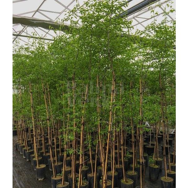 jujube Tree 1.8Mtr - 2Mtr - PlantmartUAE.com