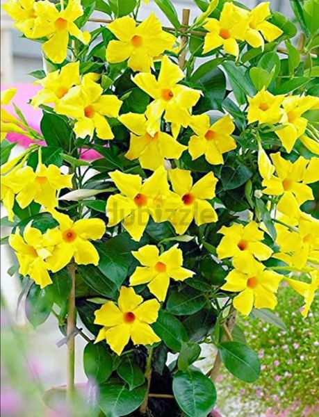 Mandevilla Vine Creeper Plant - PlantmartUAE.com